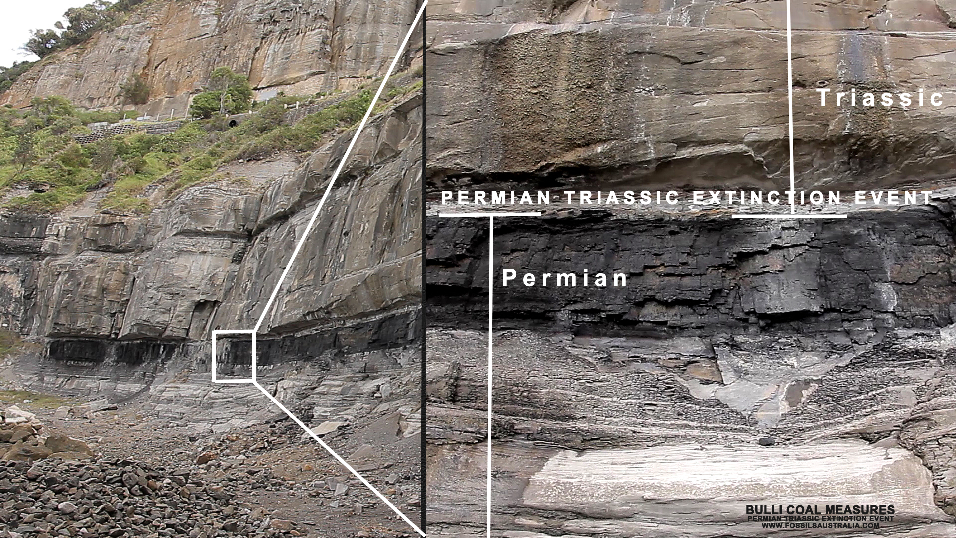 Bulli Coal Measures - permian triassic extinction event 